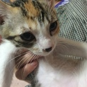 里親募集 ミケ♀