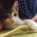 里親募集 白キジ♂