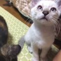 里親募集 青い目のポイント♂