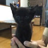 里親募集 保護猫 生後1カ月 男の子と女の子 黒猫 サムネイル2