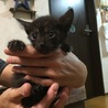 里親募集 保護猫 生後1カ月 男の子と女の子 黒猫 サムネイル3