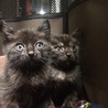 里親募集 保護猫 生後1カ月 男の子と女の子 黒猫 サムネイル4