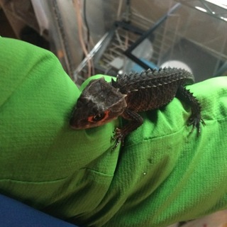 アカメカブトトカゲ