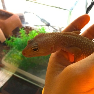 レオパ パターンレス