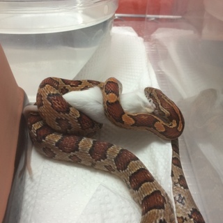 コーンスネーク ノーマル