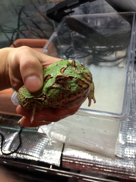 ベルツノガエル 福岡県 爬虫類 他の里親募集 1235 ペットのおうち 月間利用者150万人 ベルツノガエル 福岡県 爬虫類 他の里親募集 1235 ペットのおうち 月間利用者150万人