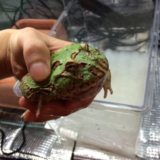 ベルツノガエル