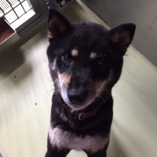 黒柴の女の子 可愛い子です。