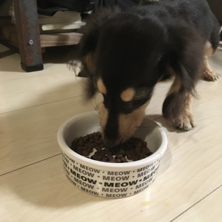 里親募集です。