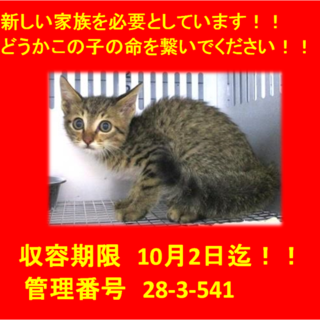 里親決定♪お迎えありがとうございます！