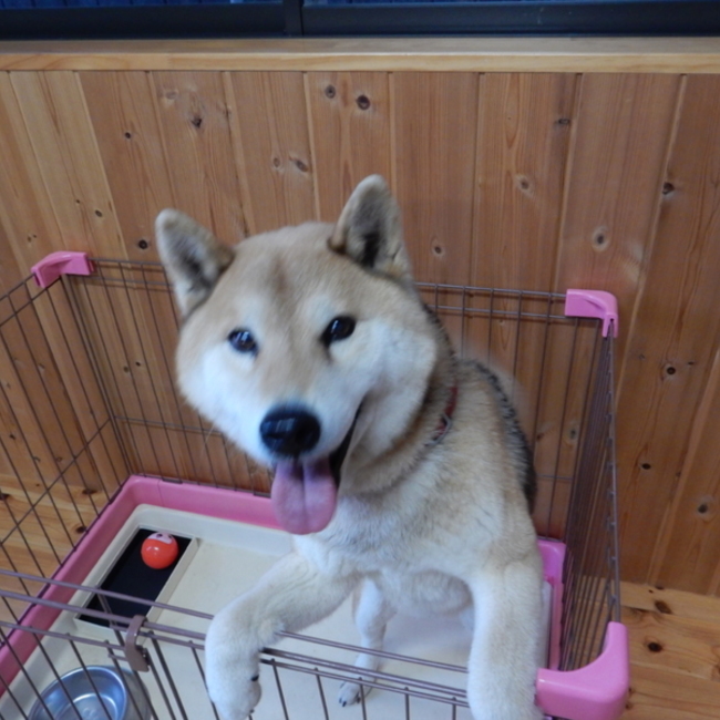 コロくんの庭のカバー写真