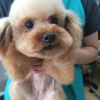 他犬舎のプードルの里親募集