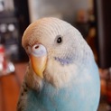交渉中