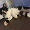 【ハンデ有】 甘えんぼ白黒子猫ちゃん 【白血病＋】 サムネイル3