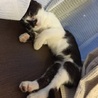 【ハンデ有】 甘えんぼ白黒子猫ちゃん 【白血病＋】 サムネイル4