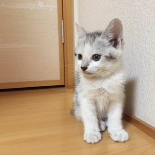 マイペースで甘えん坊な男の子です(^-^)