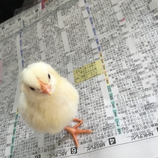 9月23日生まれのひよこちゃん！(多分雌)