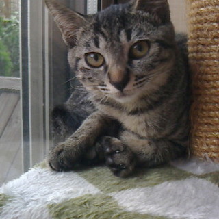 生後4ヶ月きんぴらごぼう