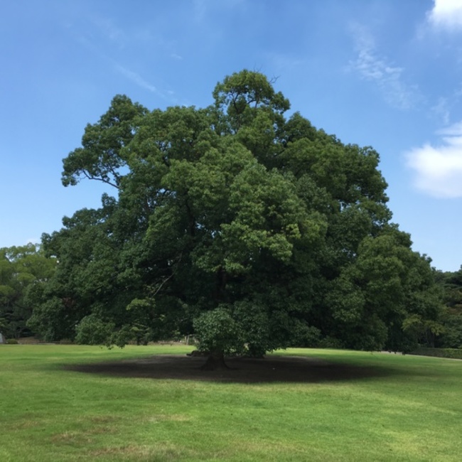 かとうしんいちのカバー写真