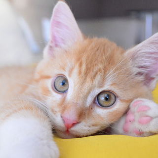 ”ワンパクで可愛い元気な茶シロの”「チャーリー君」