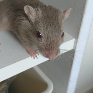 カラージャービル☆生後１ヶ月