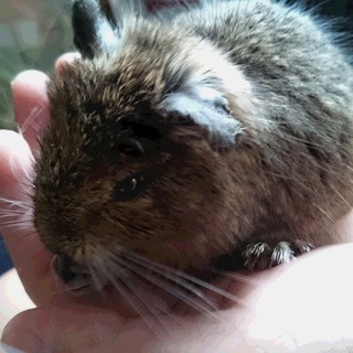 デグー　里親募集