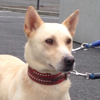 茶色い目の美犬みたらしちゃん