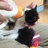 募集停止中です。とても元気で可愛いです サムネイル2