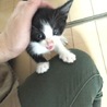 募集停止中です。とても元気で可愛いです サムネイル4