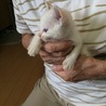 募集停止中です。とても元気で可愛いです サムネイル5