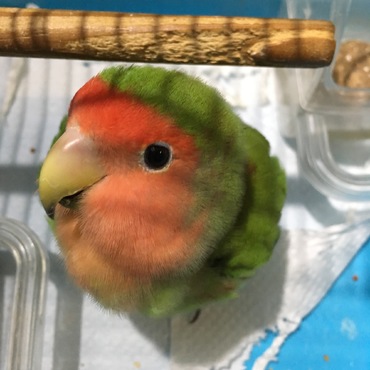 別荘の移動用カゴに入ってご機嫌です。