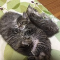 きじとら オス、みたい