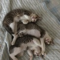 猫好きで優しい人お願いします