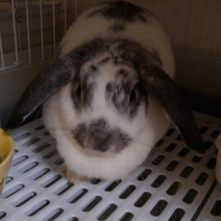 ツンデレの女の子