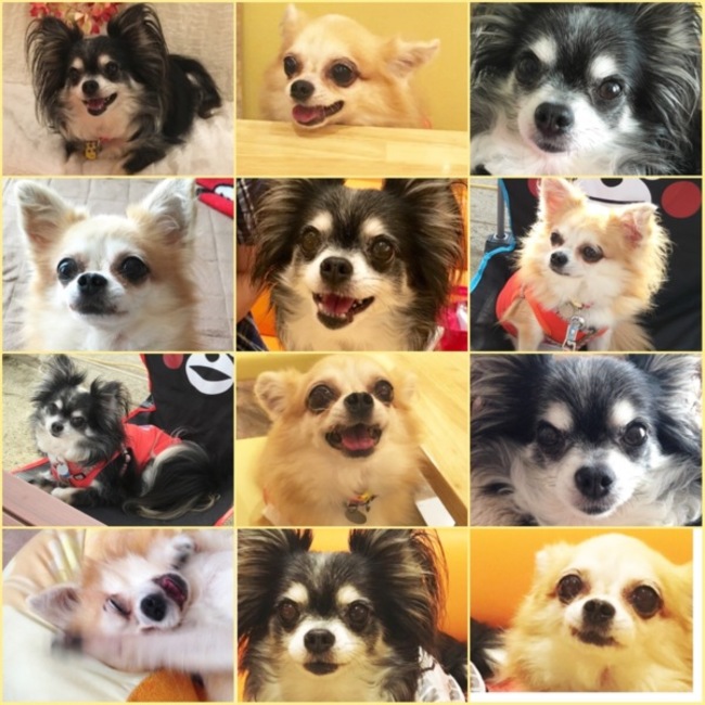 ぴぴたんのカバー写真