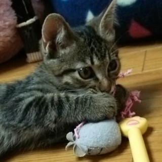 甘えん坊、人にベッタリな「レオ」君