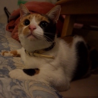 小柄な甘えん坊の三毛猫きみちゃん