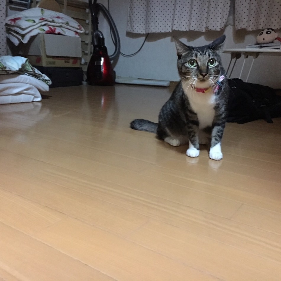 ビーのカバー写真