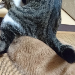 「ジェリーどうしても座りたい」サムネイル1