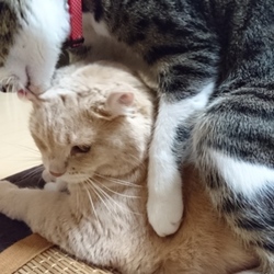 「ジェリーどうしても座りたい」サムネイル2