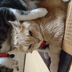 「ジェリーどうしても座りたい」サムネイル3