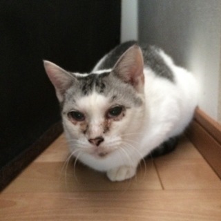 猫エイズキャリアの可愛い女の子