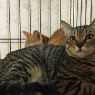 トライアル開始 募集一旦停止