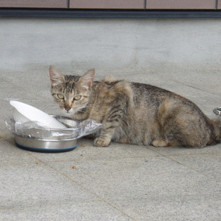 メス猫さん１歳くらい