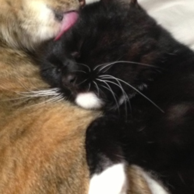 おにぼしベイビーのカバー写真