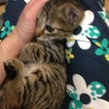 キジトラ子猫。オス