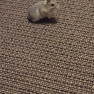 ジャンガリアンハムスター