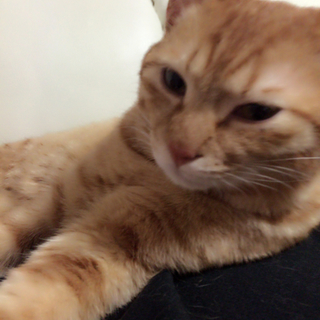 1歳1ヶ月茶トラ雄