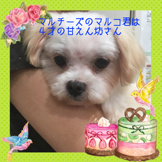 マルチーズのマルコ君は甘えん坊な４才の男の子です