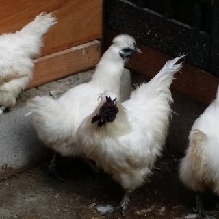 烏骨鶏　ニワトリ　鴨　急募！